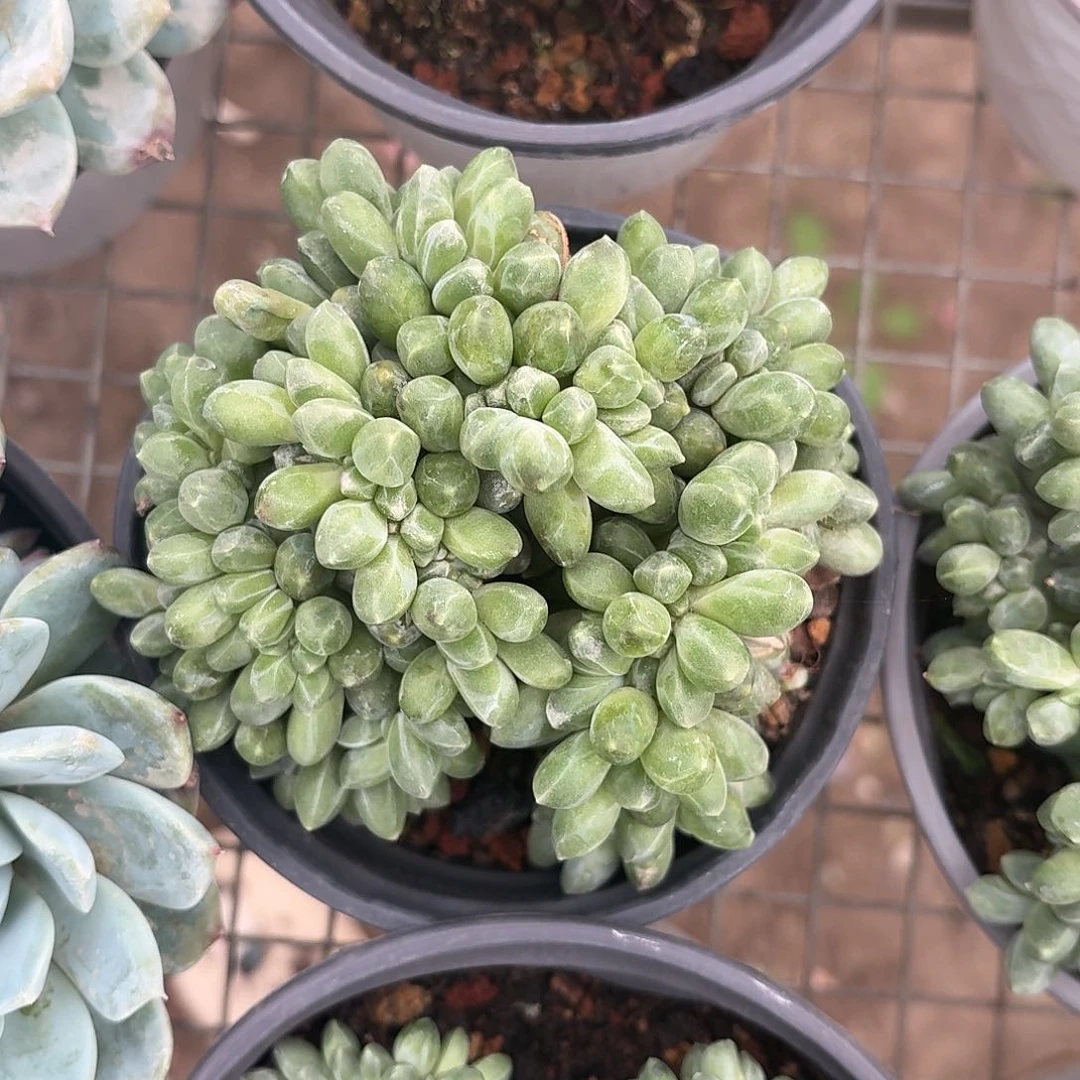 千代田缀化12㎝盆参考