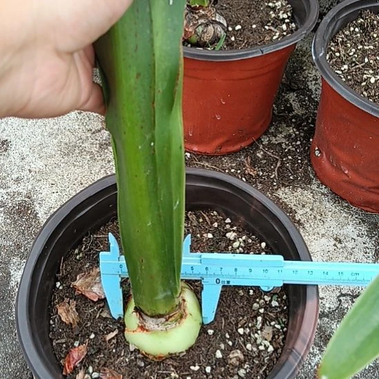 无花朵西瓜酒5.5裸球发货