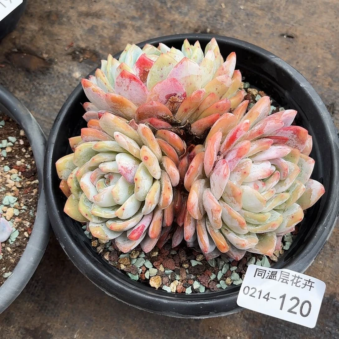 G*权同温层多肉雪天使120