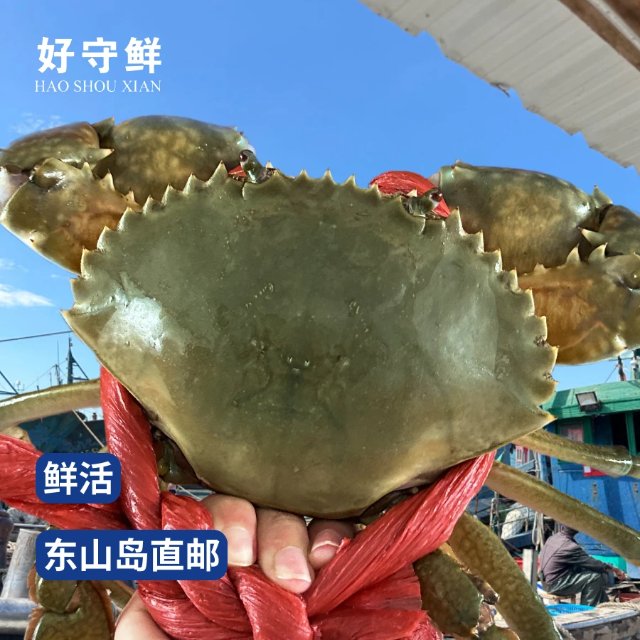【活鲜】东山岛红膏蟹 超大2只青蟹 5.5两-1.1斤/只 福建红膏蟹红鲟