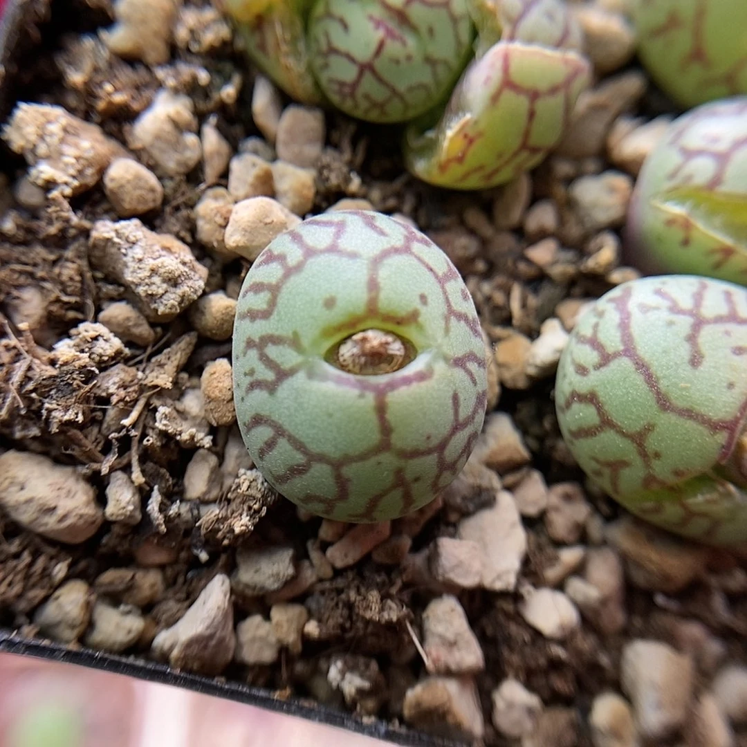 八重墨肉锥一颗母本包邮