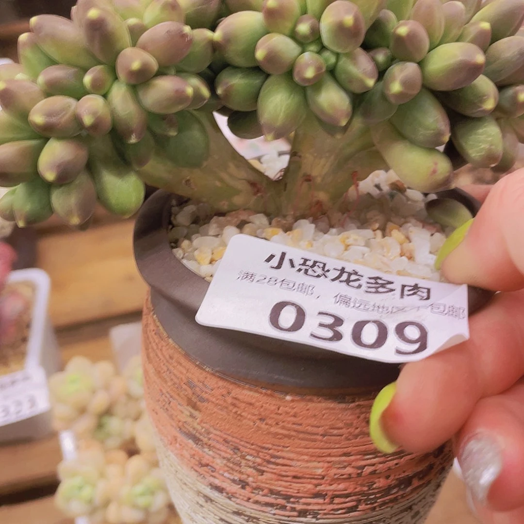 0309千代田缀～怎么样的d