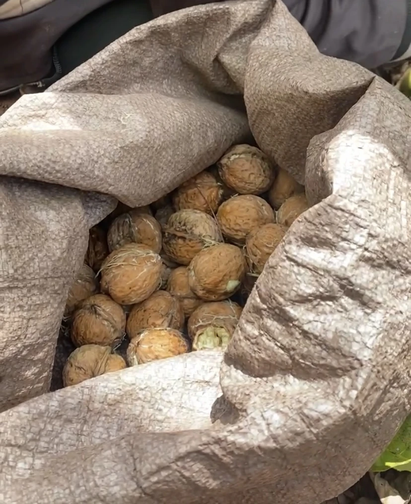 云南高山新鲜去青皮薄皮老树核桃美味醇香手工去皮