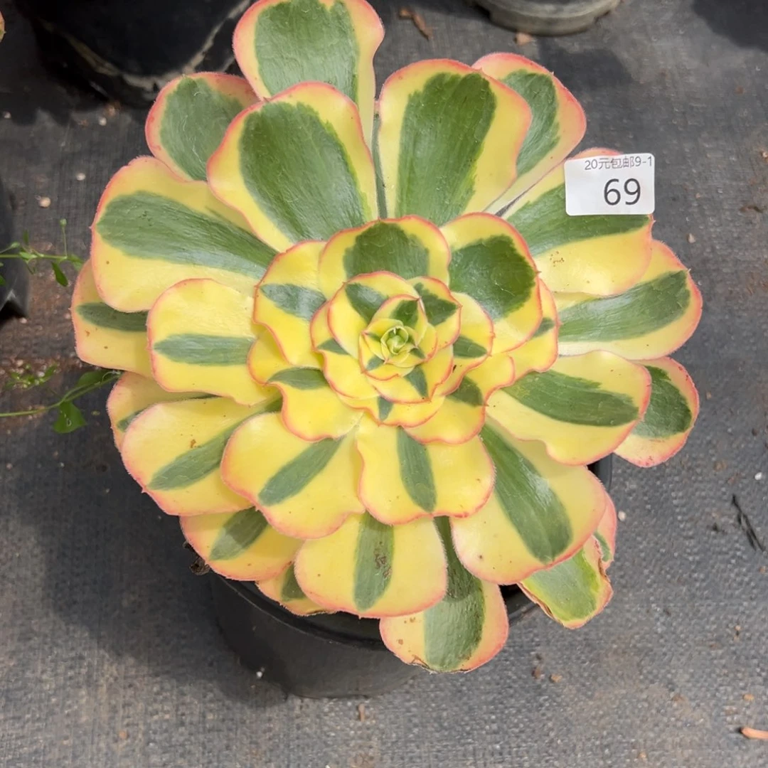 69王妃多肉植物系
