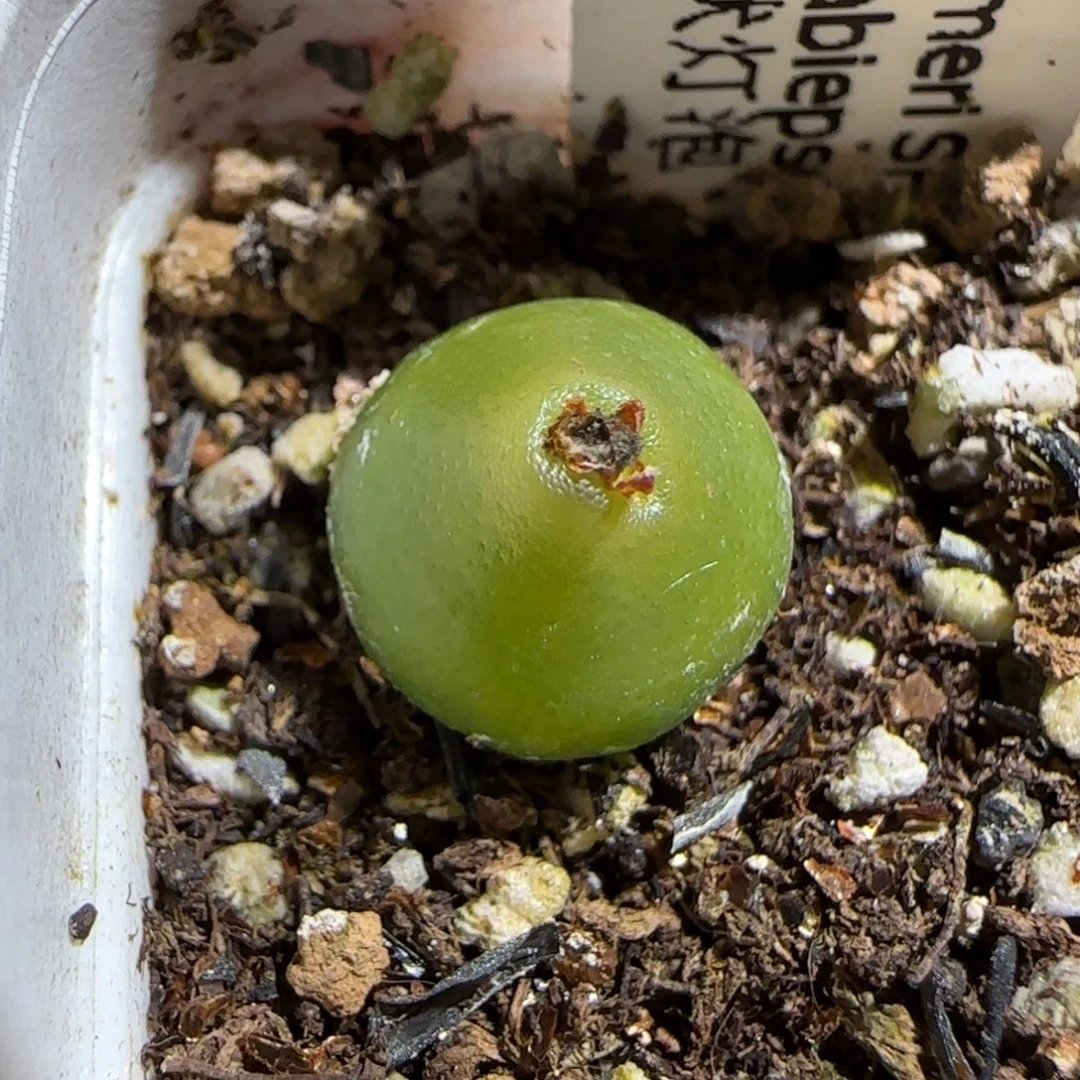 肉锥多肉植物组合-哈默946