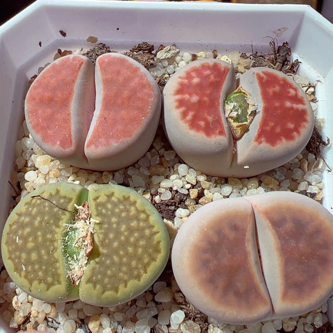 1210-393多肉母本2.5以上4个