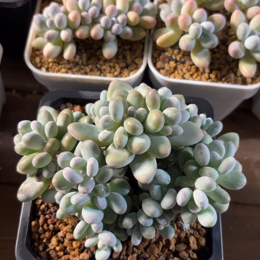 无花朵蛋黄奶 一物一拍