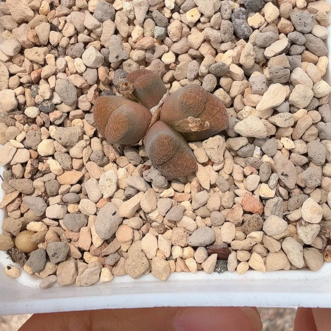 1808.3 蛋糕 6-18-L10