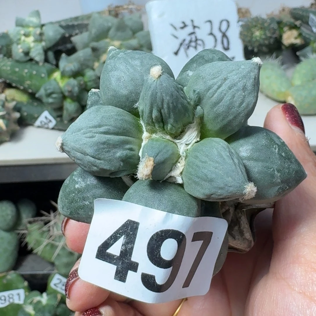 【闪购商品】无花朵王*蛋怒497