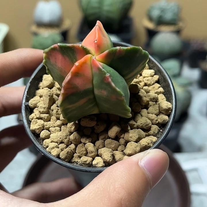 不开花植物仙人球