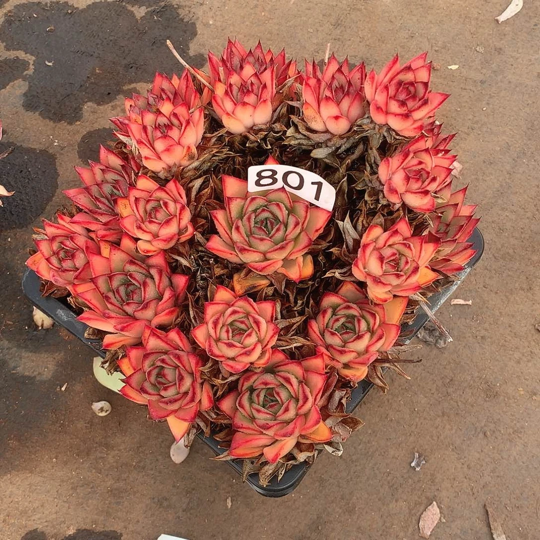 801 一物一拍多肉