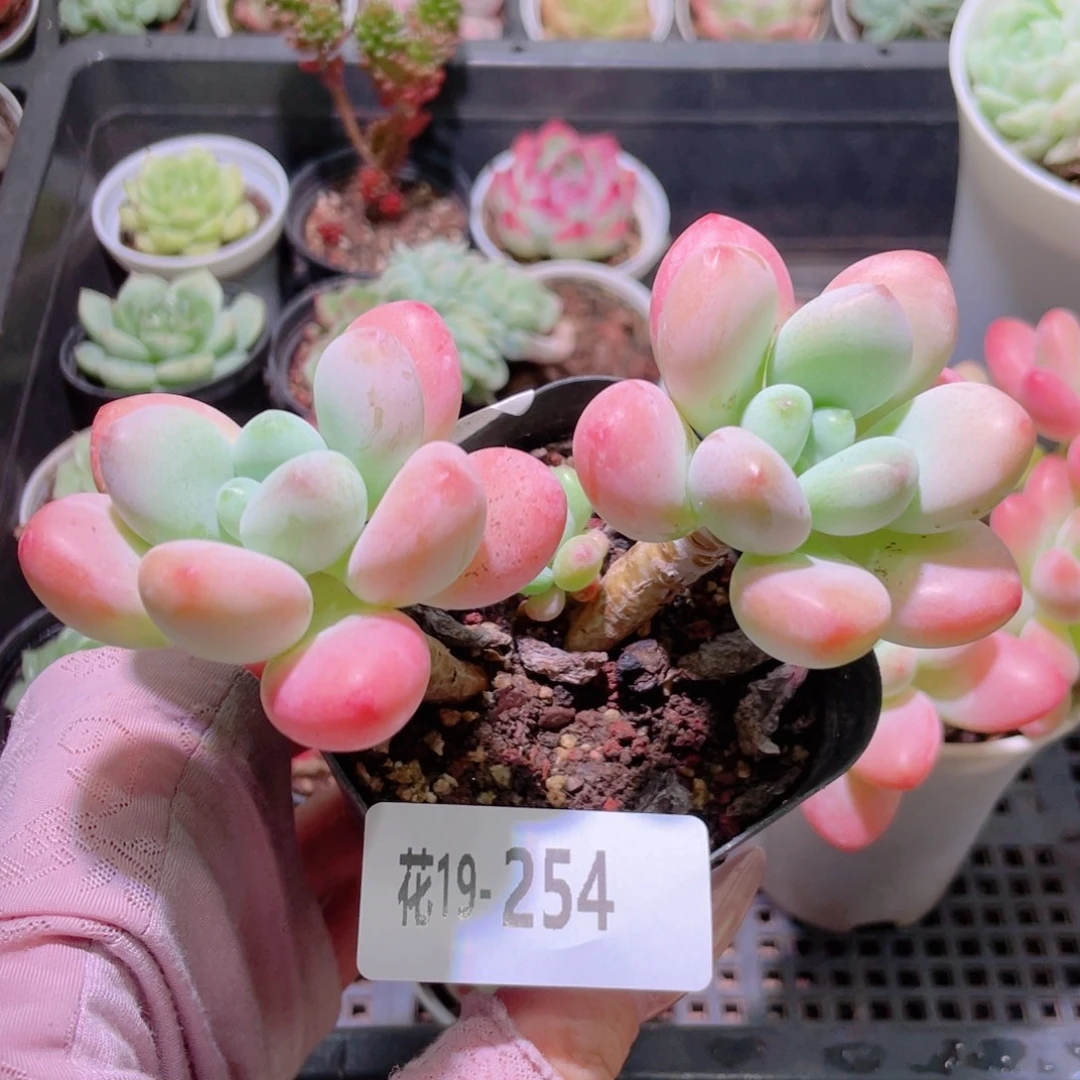 花利美19-254洛神