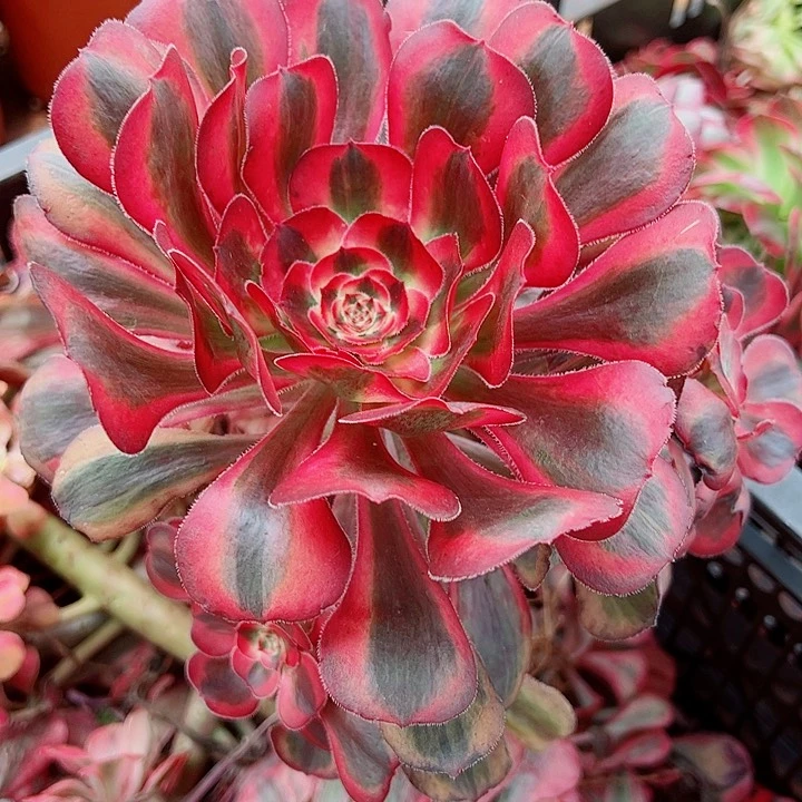 初恋多肉植物大战僵尸