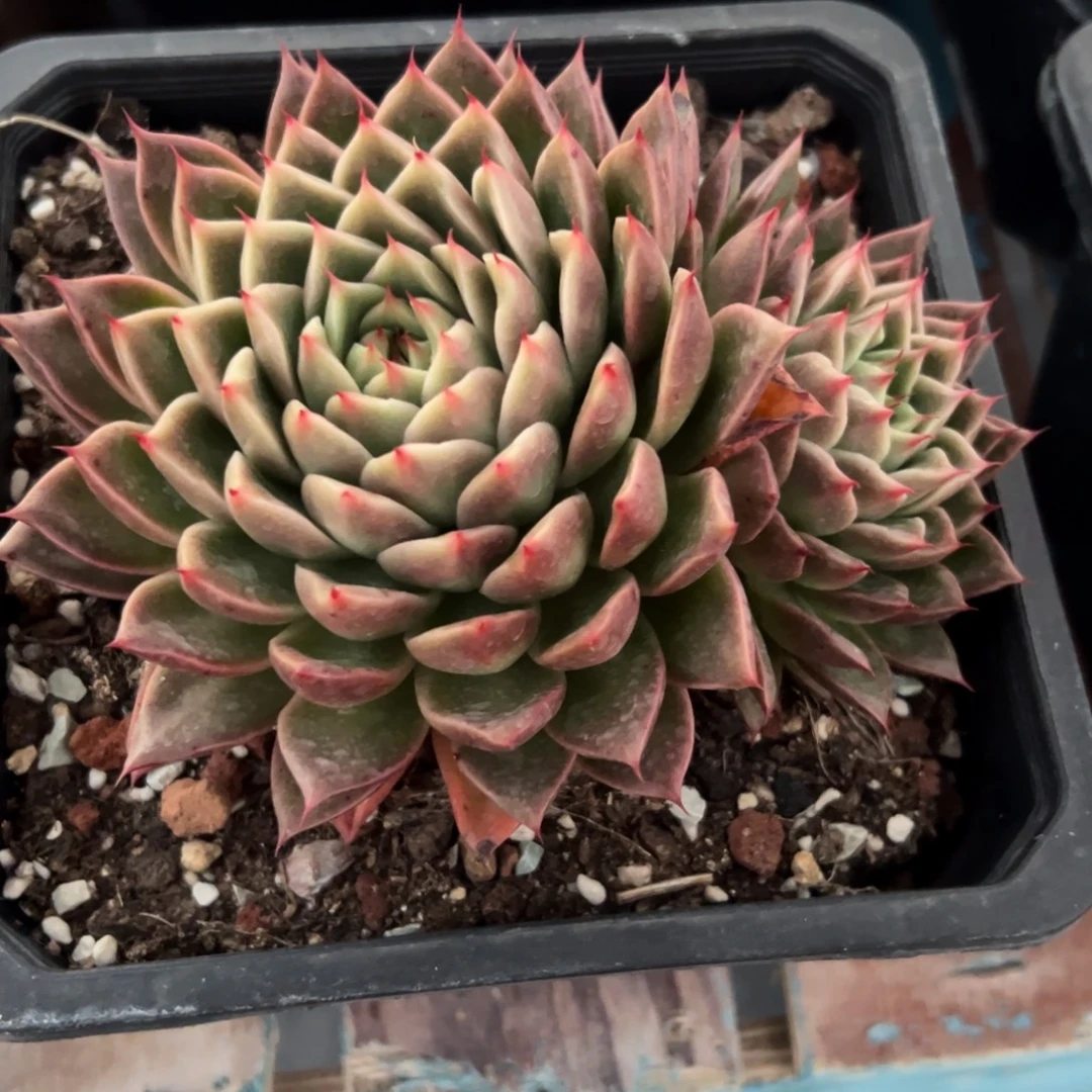 多肉植物一物一拍（5号）