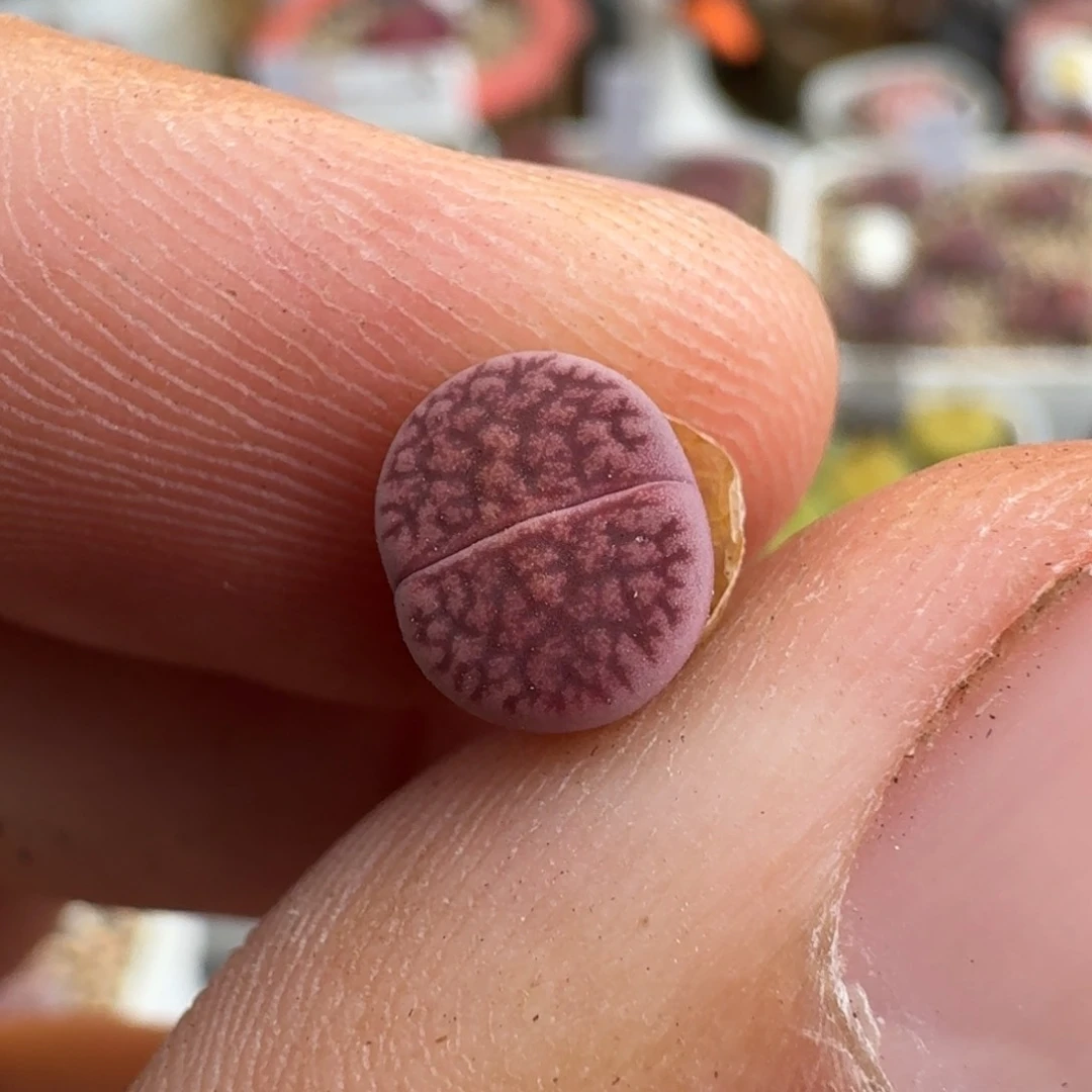 最**海K522恶魔果实紫日轮一年