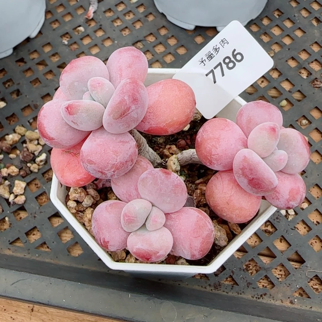 丸叶粉兔群，7786多肉植物