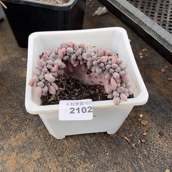 阿雅园艺。         2102