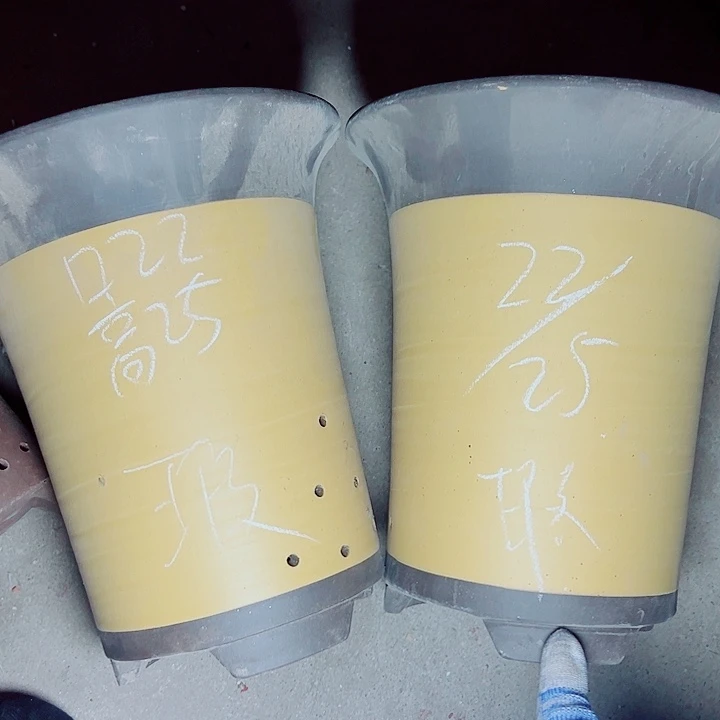 红陶紫砂紫砂紫砂