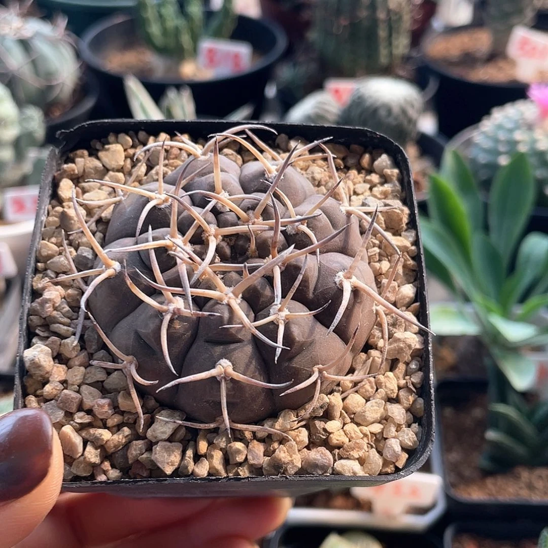 实生武勋丸的仙人球