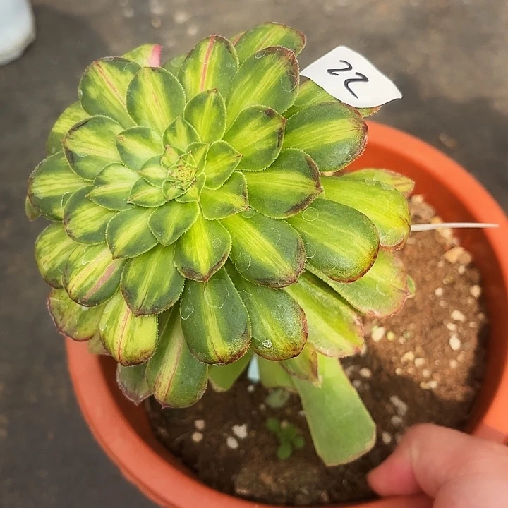 22多肉植物植物植物