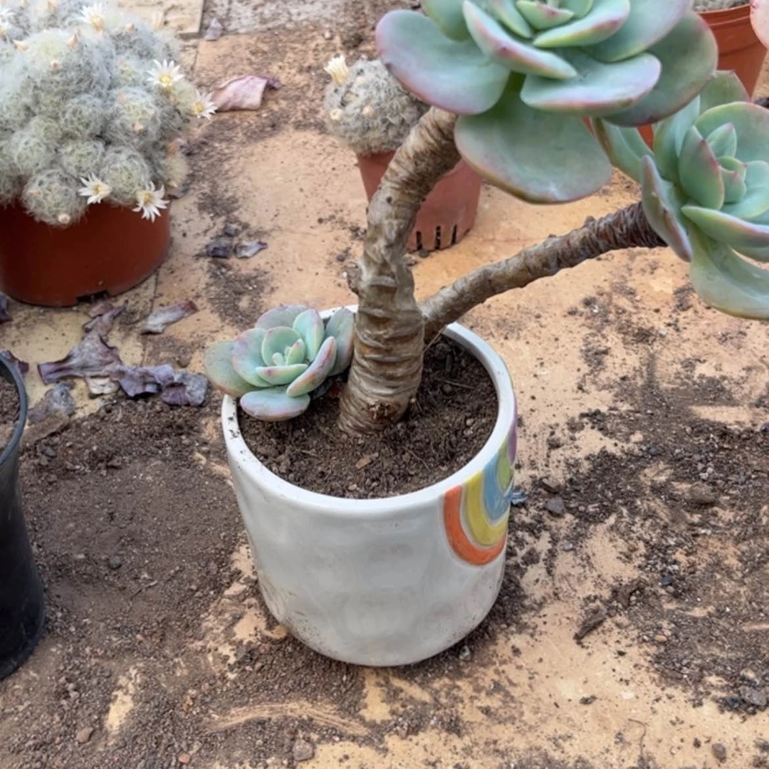 【闪购商品】无花朵G**✨