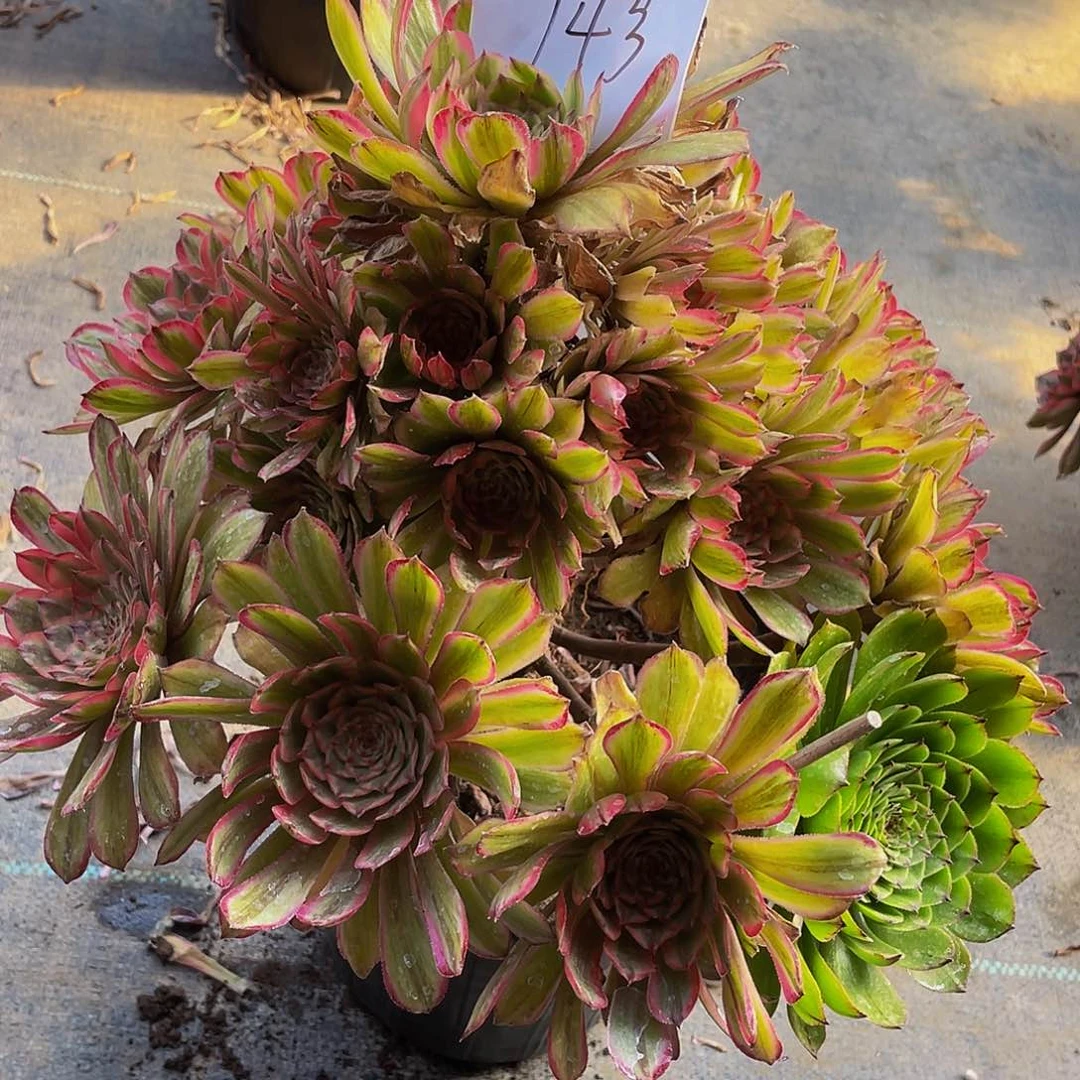 多肉法师14号玲珑发货不包损