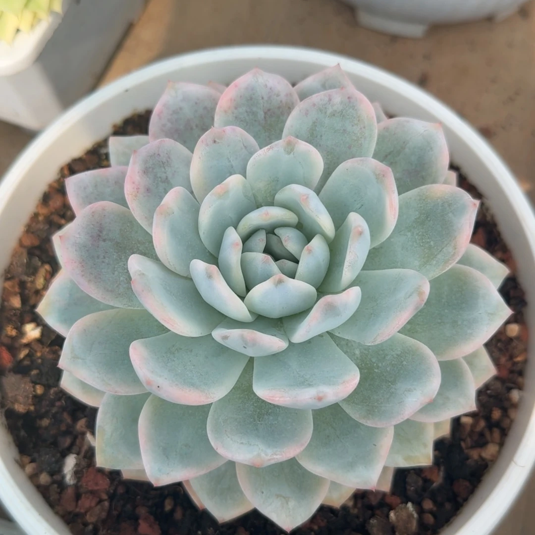 橙梦露锦腹轮锦一颗的