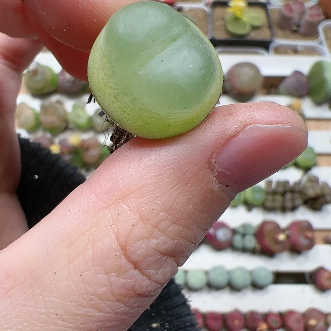 【闪购商品】323 拉登1.6