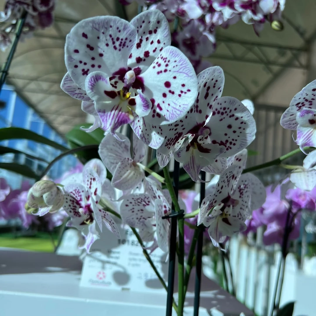 2.8寸多花剑叶片微瑕《再见萤火虫》蝴蝶兰花苗目前没有开花