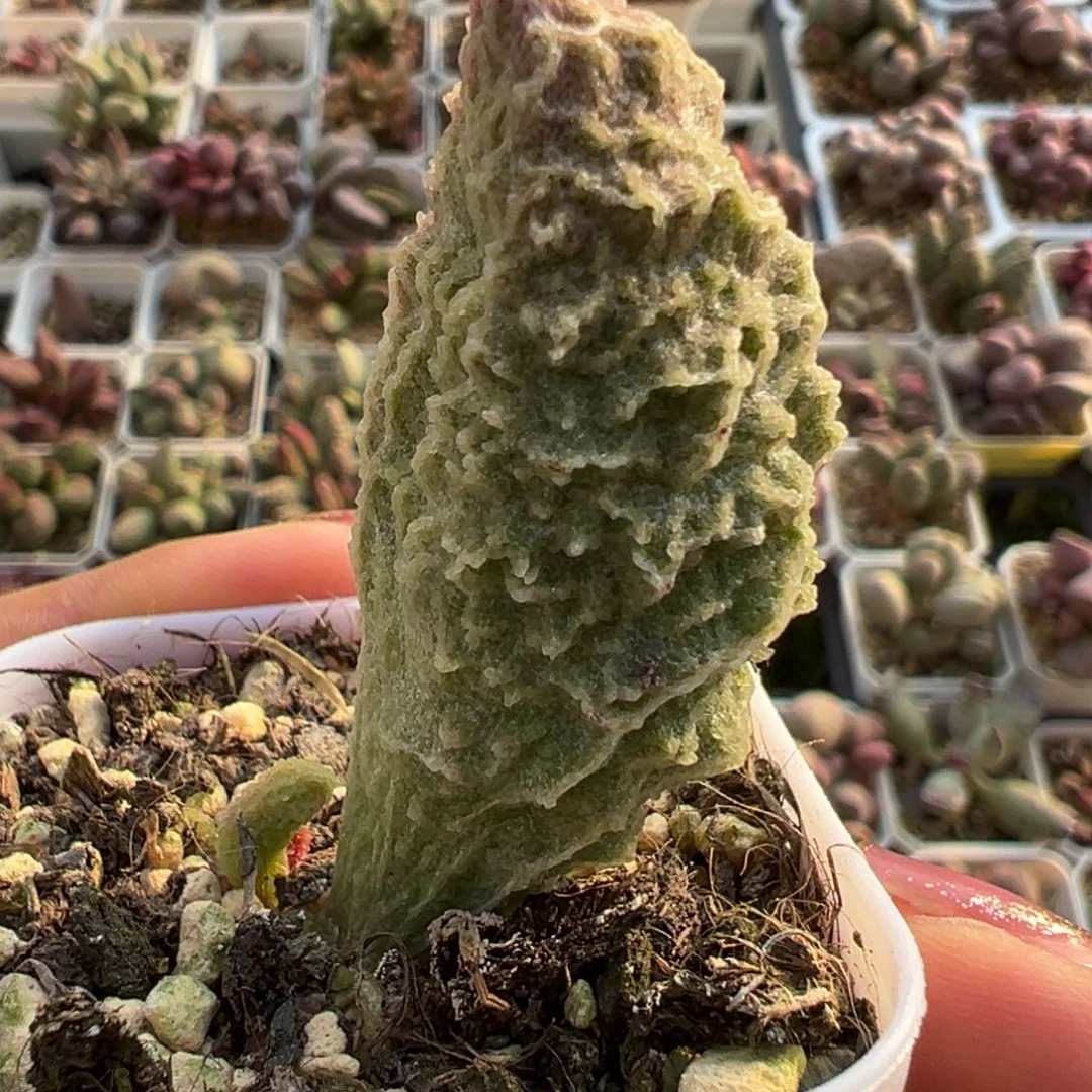 苍龙粗狂纹路款多肉