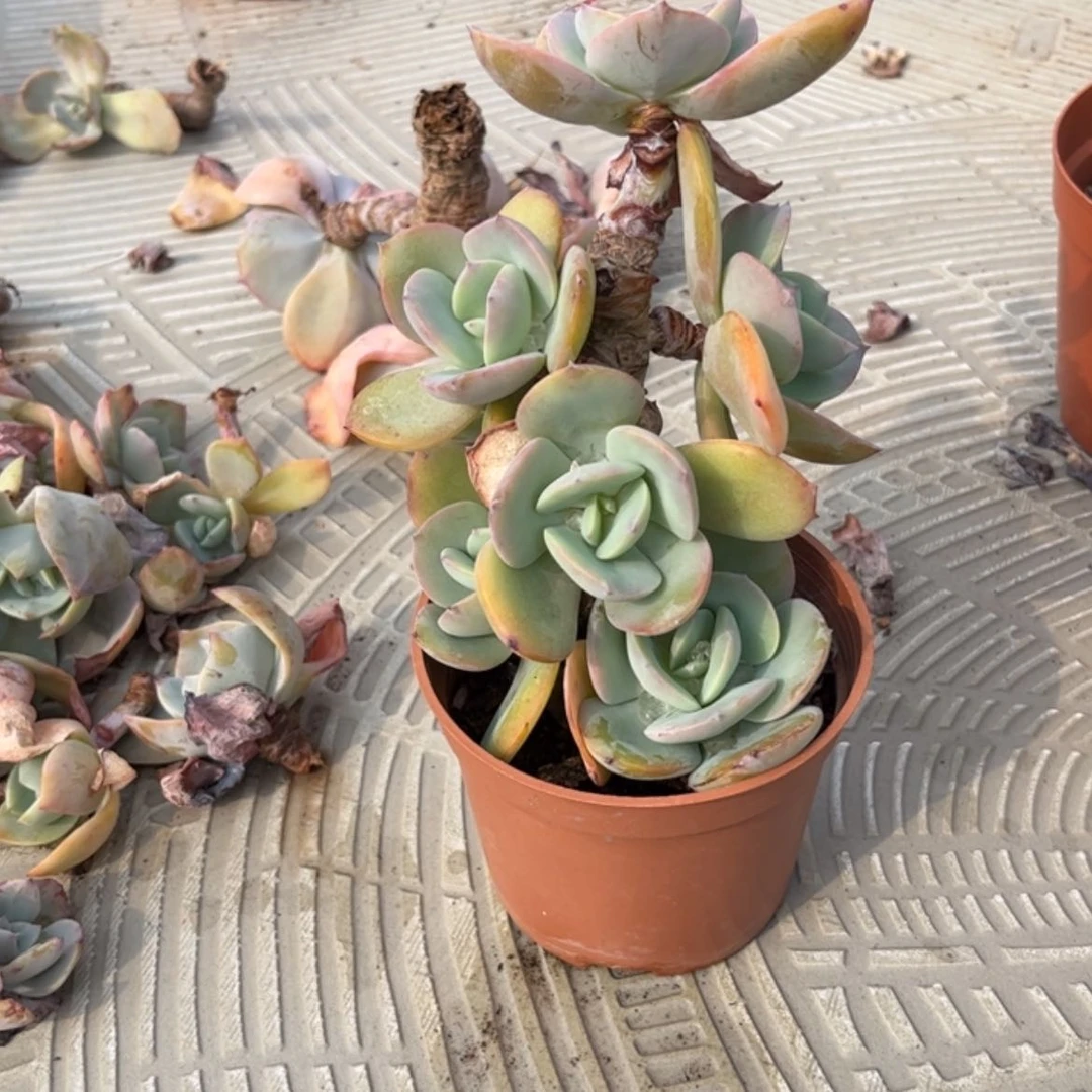 【闪购商品】无花朵岁**澜