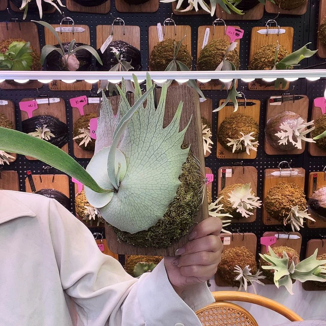 griffin 侧 鹿角蕨