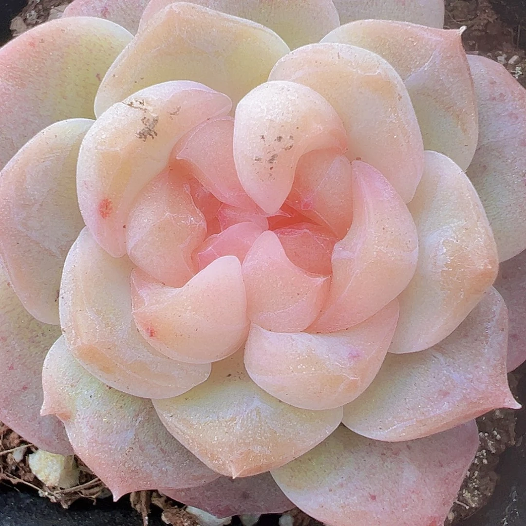 双眼皮良辰19包邮多肉