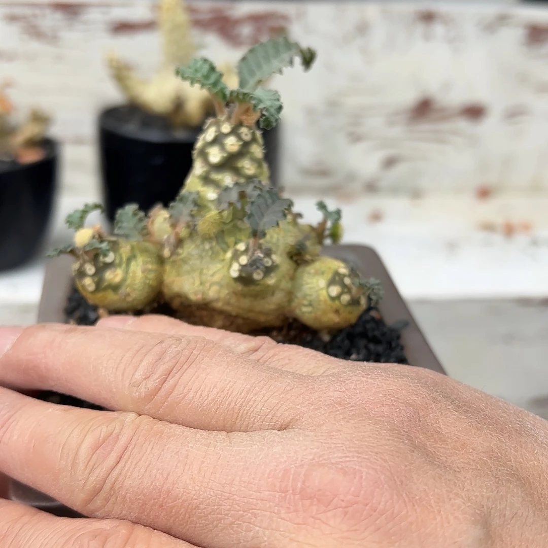 k*矮霸椰子琉桑778888888