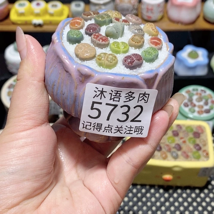 带盆土植物 一物一拍5732