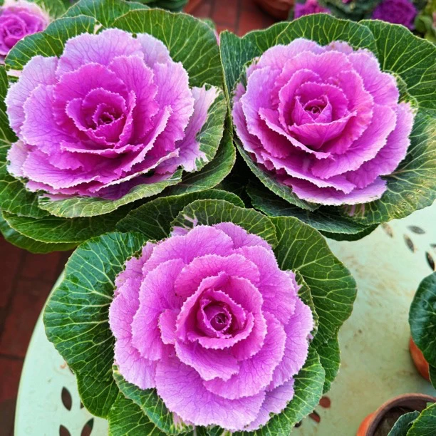 1羽衣甘蓝多年生耐寒可食用适合庭院种植花卉