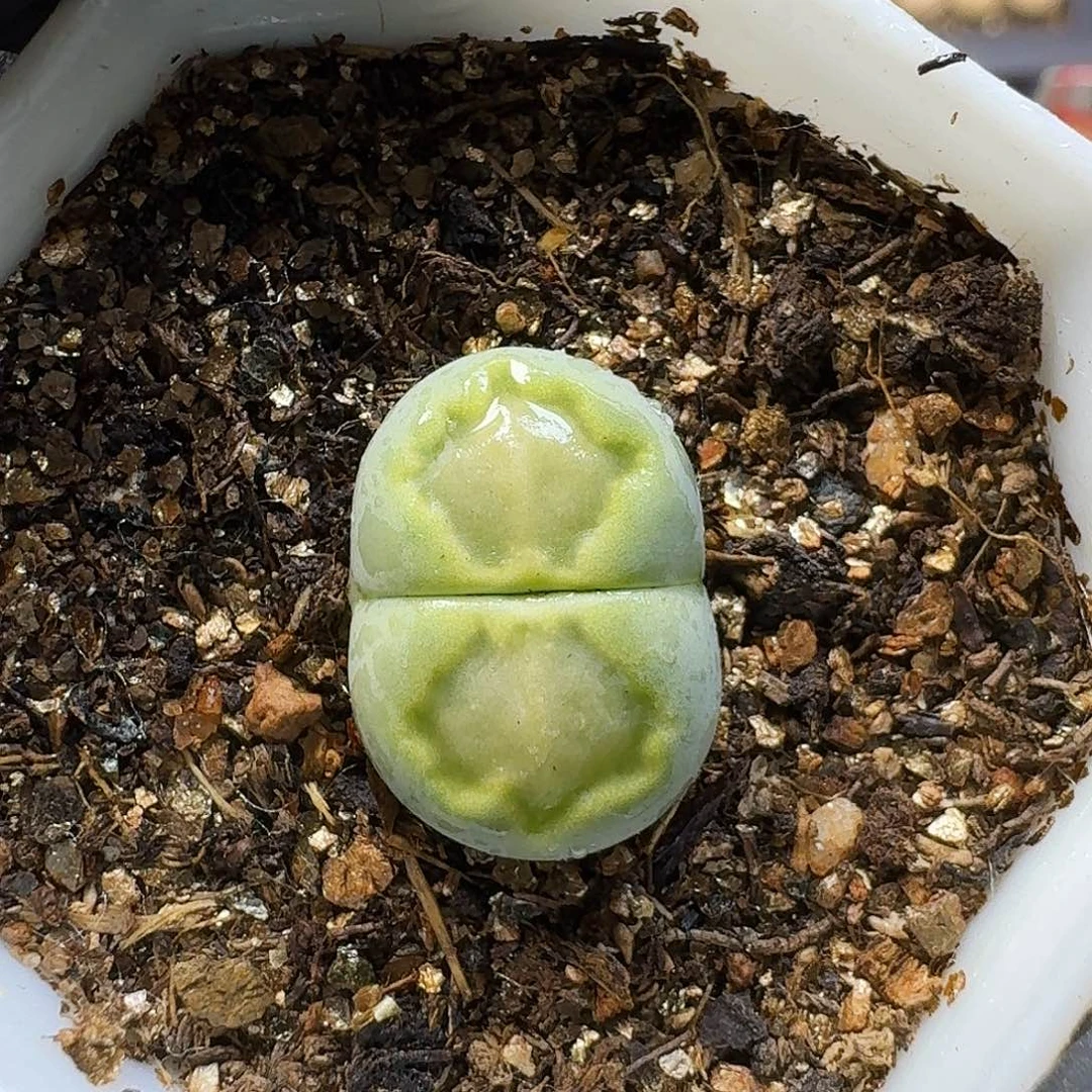 生石花111111。  307
