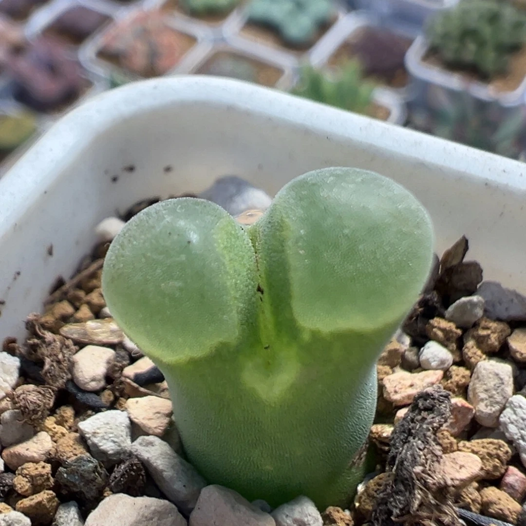 412多肉植物百科植物