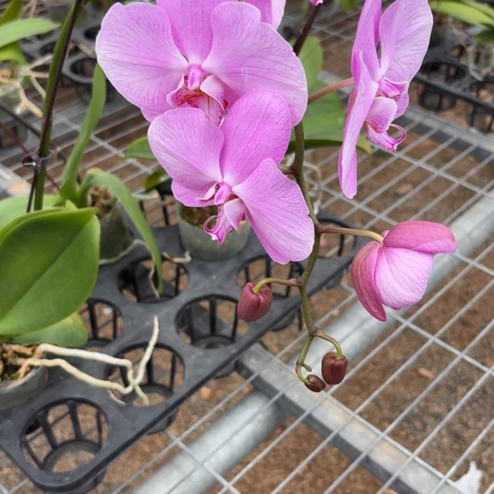 志***合完全开放0549蝴蝶兰一物一拍