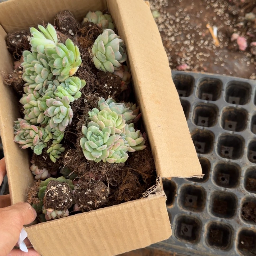 29-1珍妮穴盘六号箱一箱子加切糕一块量拍