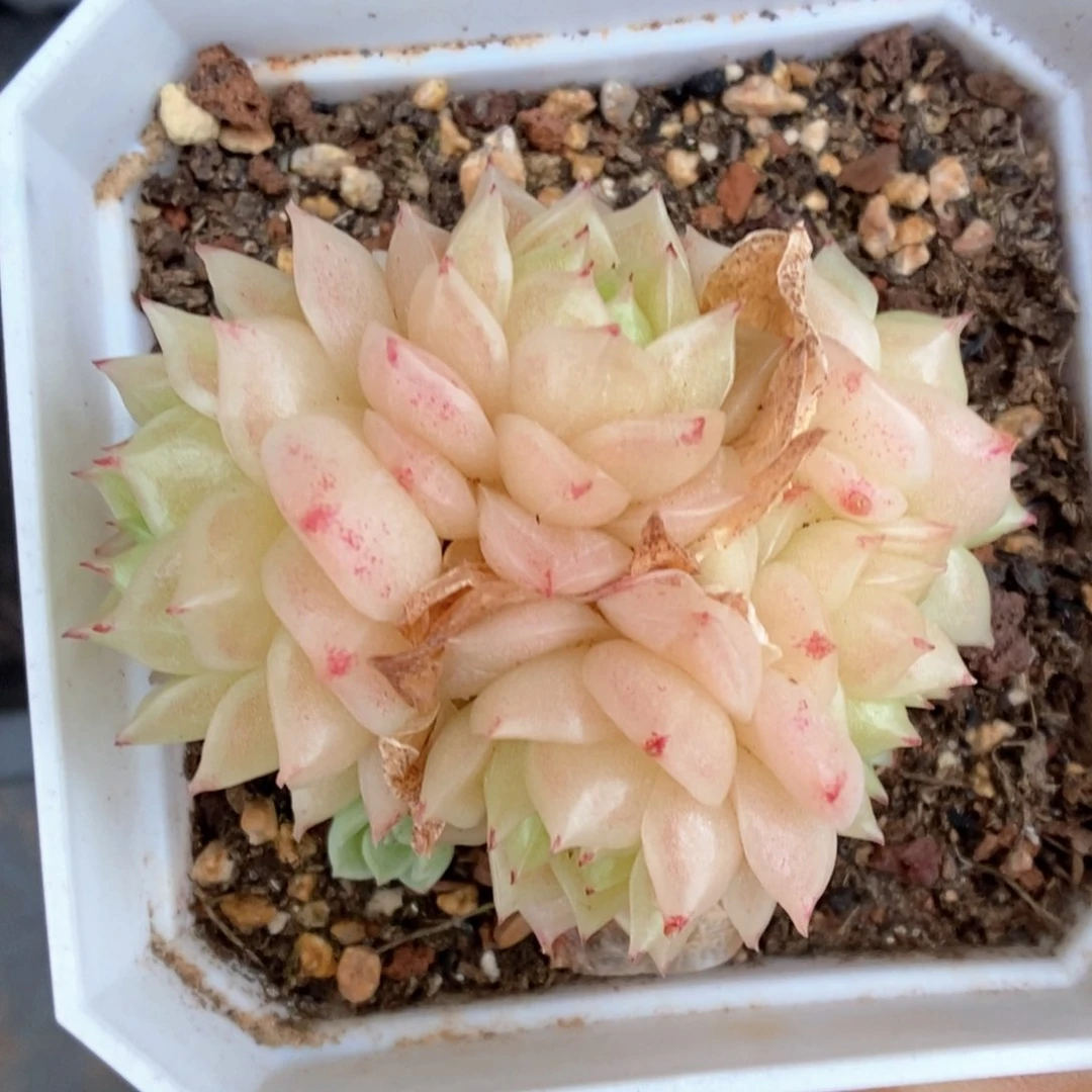 橘柚麦秆2166号。