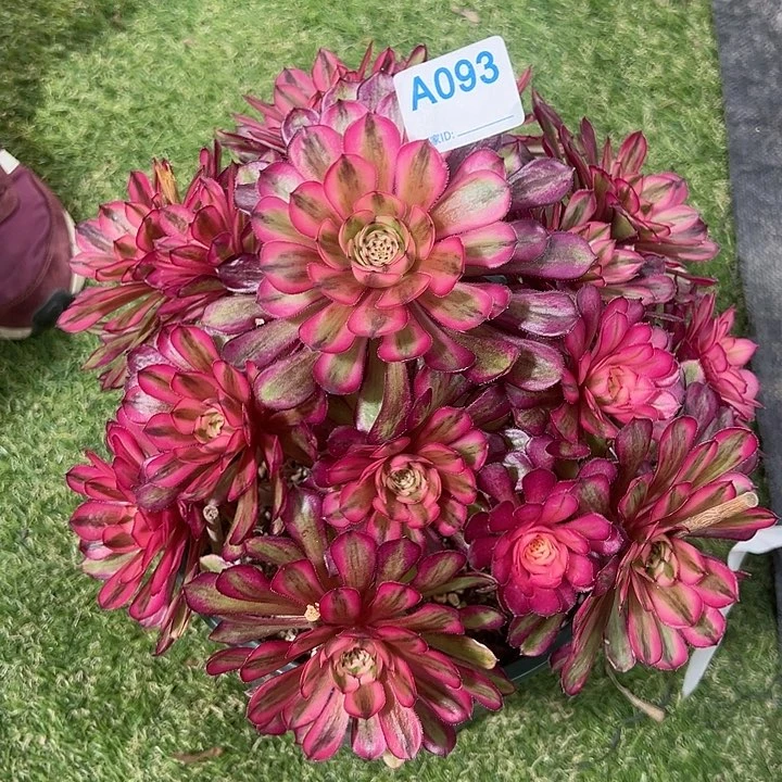 清*093白月光多肉植物