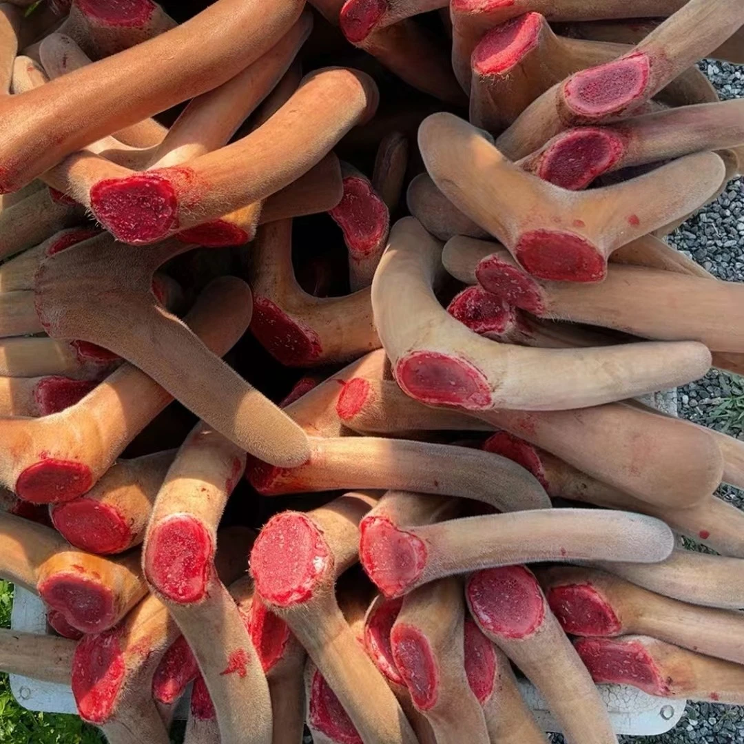 鹿茸-实物以直播间描述为准-详细咨询客服