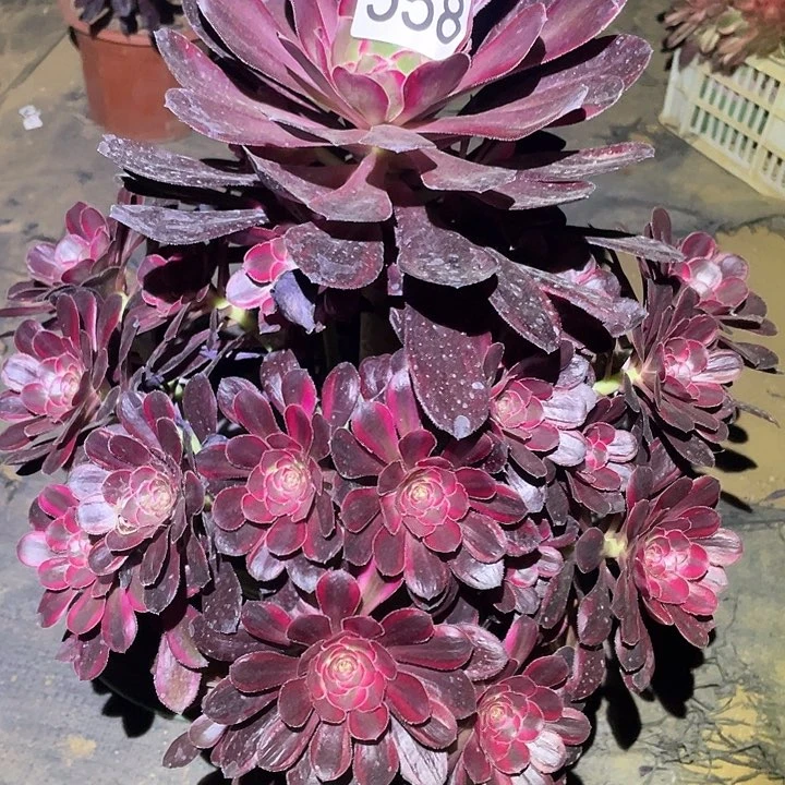 多肉植物法师558丽娜