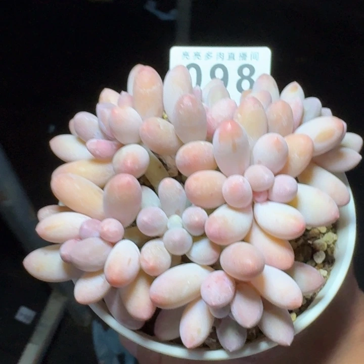 汤圆群生整装无砍
