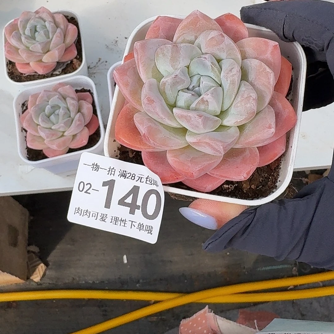 冰玉无盆土发货无