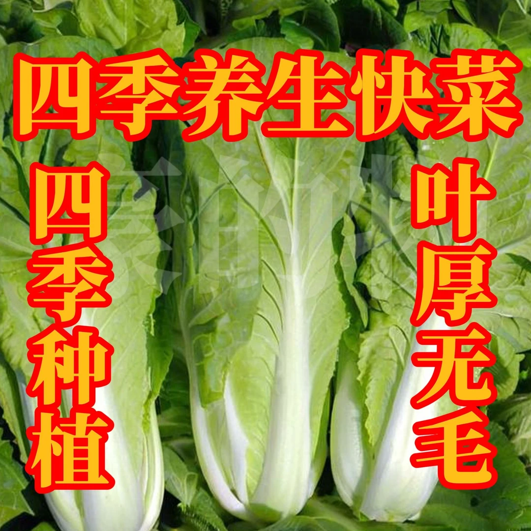 全店满5元包邮[10]四季养生快菜种子