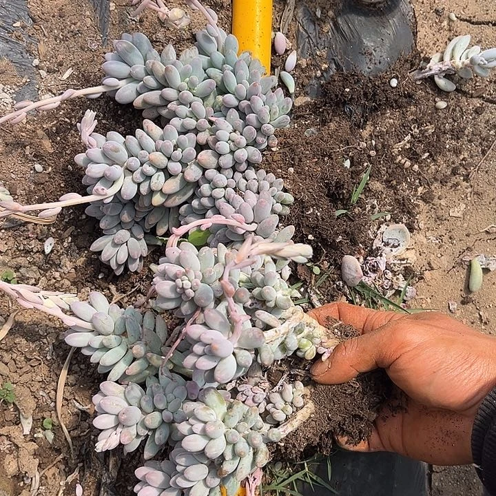 婴儿手指2颗9.99多肉植物