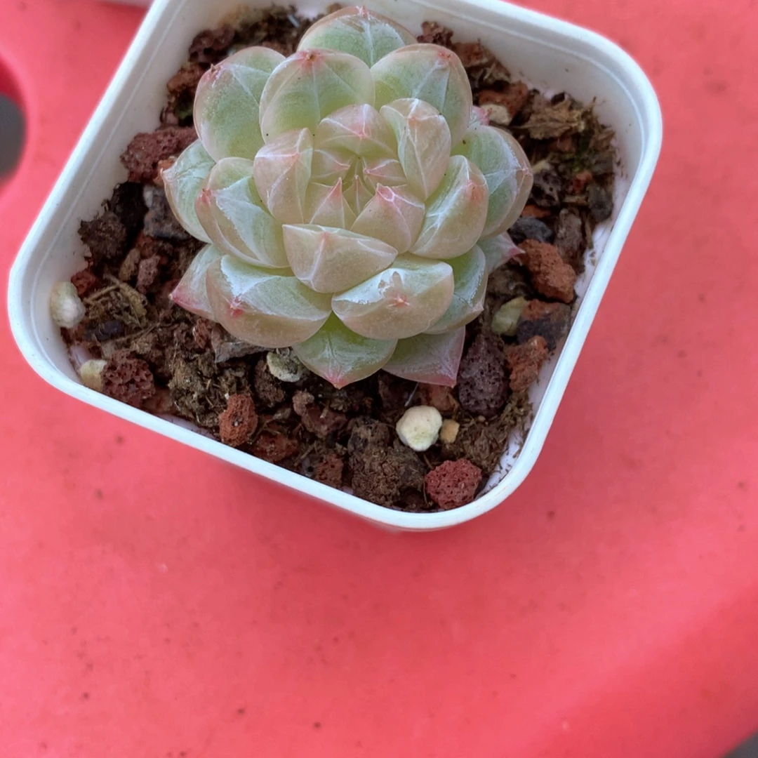 小肥啾姐姐。   专拍链接