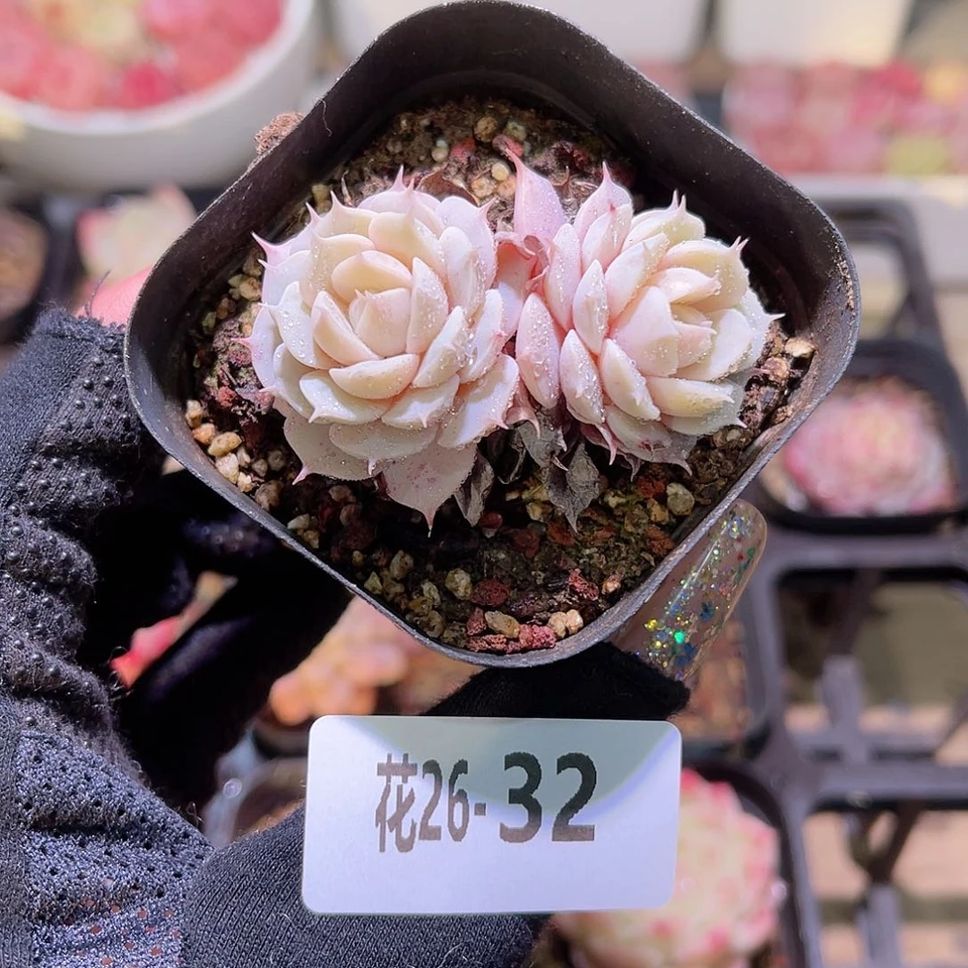 花利美26-32雪域双头